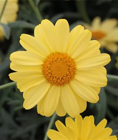 Argyranthemum frutescens