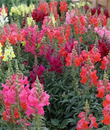Antirrhinum majus