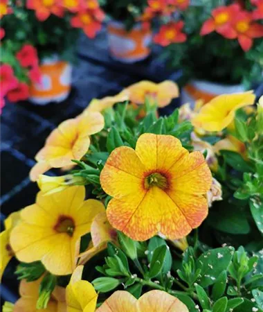 Calibrachoa cultivars