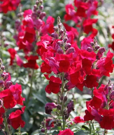Antirrhinum majus