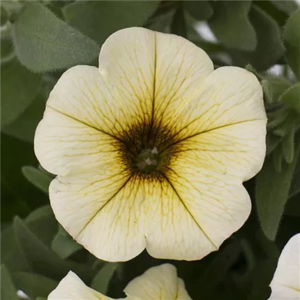 PET_Chameletunia_FrenchVanilla_464646BeautiCal French Vanilla (3)_KATALOG.jpg