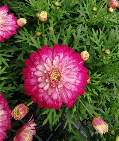 Argyranthemum frutescens