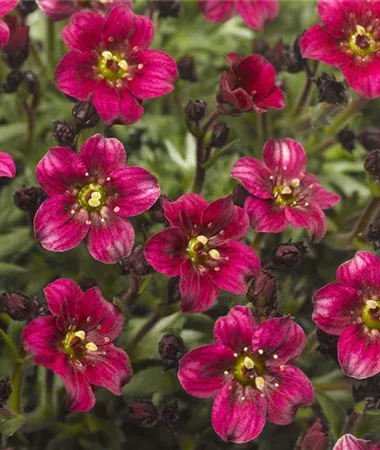 Saxifraga x arendsii