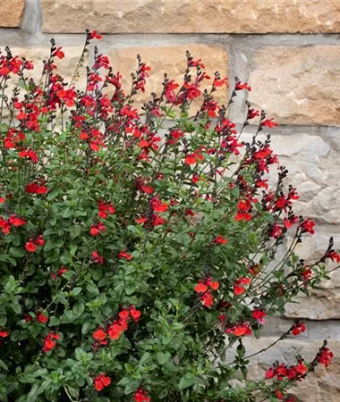 Salvia greggii