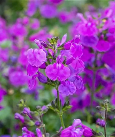 Salvia greggii