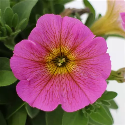 PET_Chameletunia_Sunray_464681BeautiCal Sunray Pink (2)_KATALOG.JPG