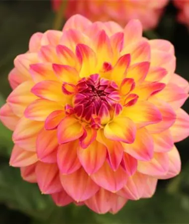 Dahlia x hortensis