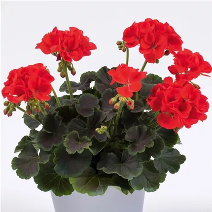 PEL_GrandeurDeco_ChocoScarlet_462472.jpg PEL_GrandeurDeco_ChocoScarlet_462472.jpg