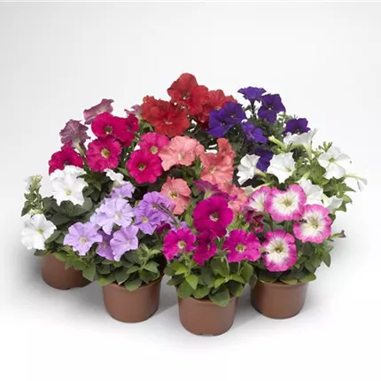 PET_Poncho® F1_Mix_466600_29918-70007838_KATALOG.jpg