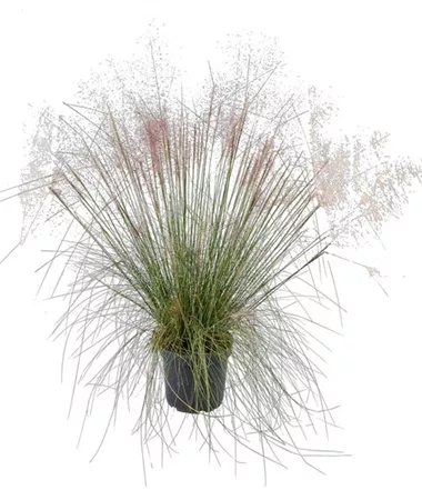 Muehlenbergia capillaris