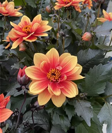Dahlia x hortensis