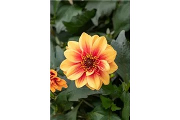 Dahlia x hortensis