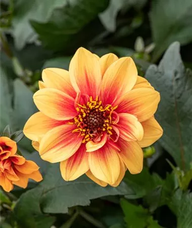 Dahlia x hortensis