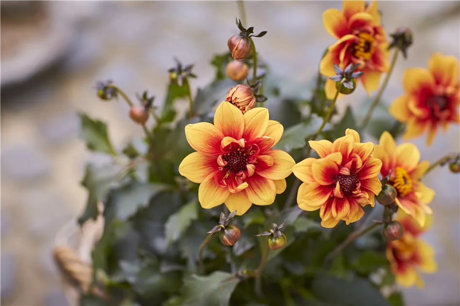 Dahlia x hortensis, Lubega® Dark Bicolor Orange