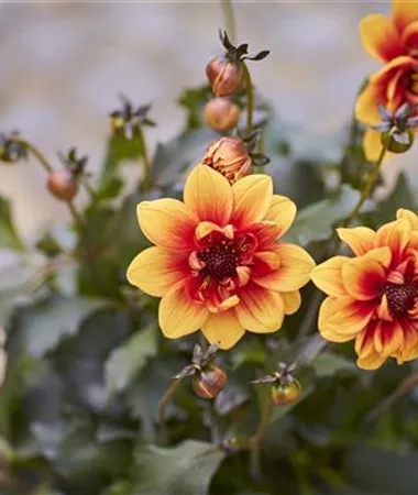 Dahlia x hortensis