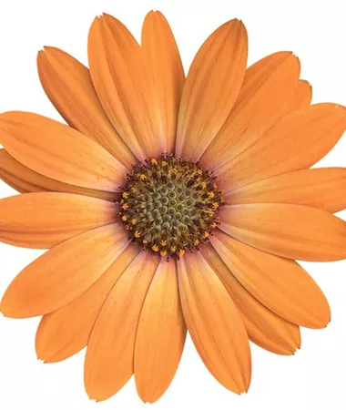 Osteospermum ecklonis