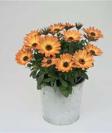 Osteospermum ecklonis