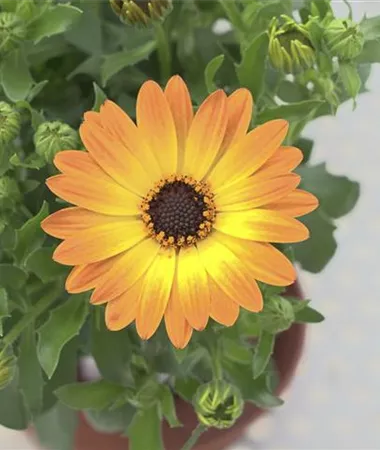Osteospermum ecklonis