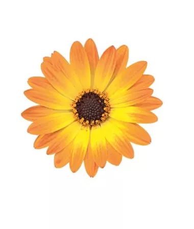 Osteospermum ecklonis