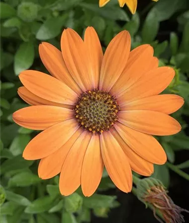 Osteospermum ecklonis