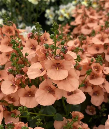 Diascia elegans