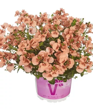 Diascia elegans
