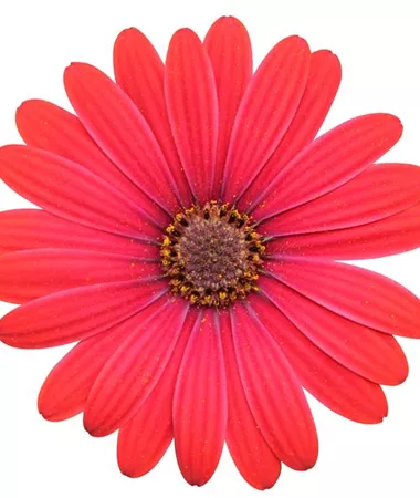 Osteospermum ecklonis