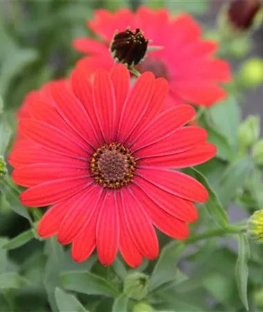 Osteospermum ecklonis