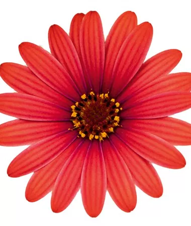 Osteospermum ecklonis