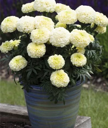 Tagetes x erecta