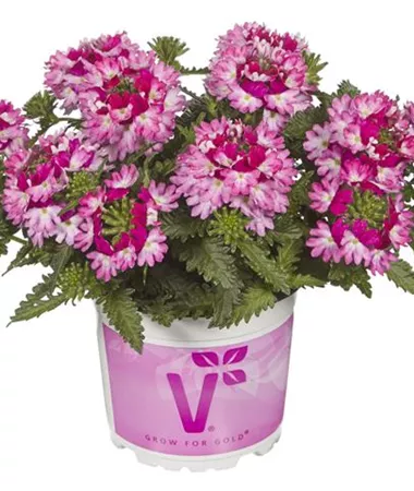 Verbena x peruviana