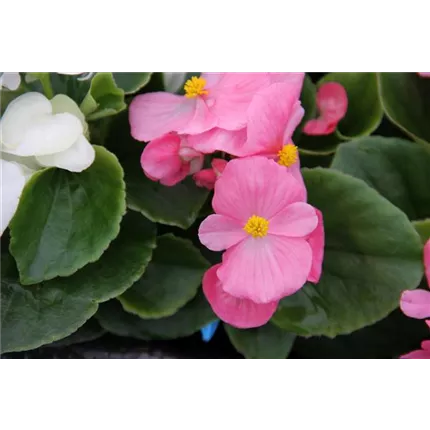 IMG_3728 Super Olympia Pink.jpg