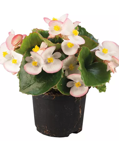 Begonia x semperflorens