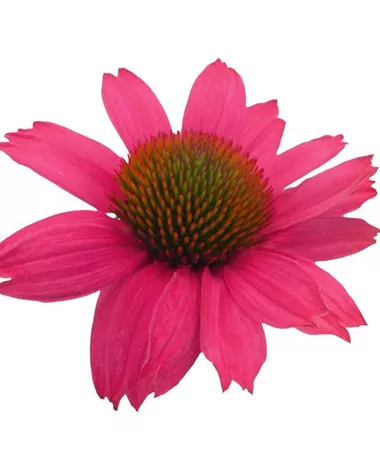 Echinacea purpurea