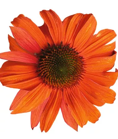 Echinacea purpurea