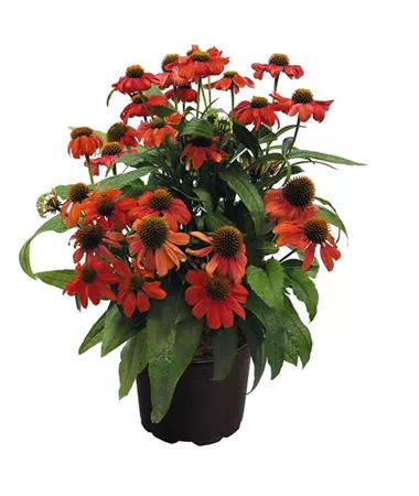 Echinacea purpurea