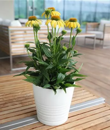 Echinacea purpurea