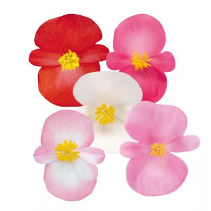 BEG_Marsala® F1_Mix_408200_C3530181_KATALOG.jpg