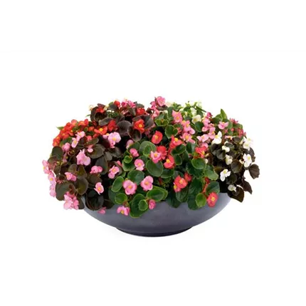 BEG_Organdy® F1_Organdy® F1_408250_C3850181_KATALOG.jpg