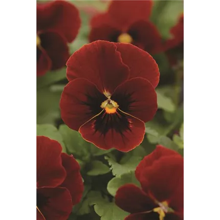 VIO_Twix®_Red_483163_pas shop.jpg