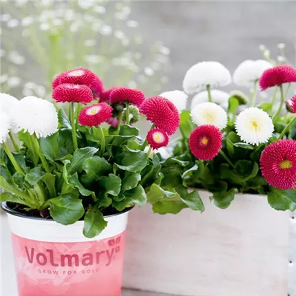 BEL_Tasso_Mix_409425.jpg BEL_Tasso_Mix_409425.jpg