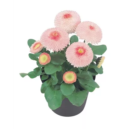 BEL_Tasso_Strawberrries & Cream_409415_D2600992.jpg