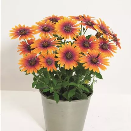 OST Erato Purple Glow 458817 pot 1.jpg