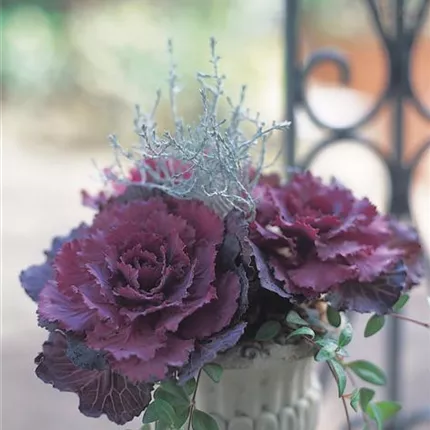 BRA_Pigeon F1_Red_410205_FHB-511-03.jpg