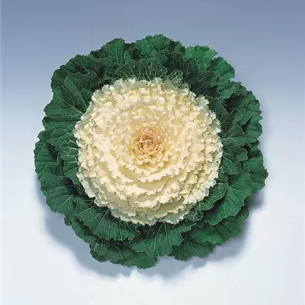 BRA_Pigeon F1_White_410215_FHB-512-01_KATALOG.jpg