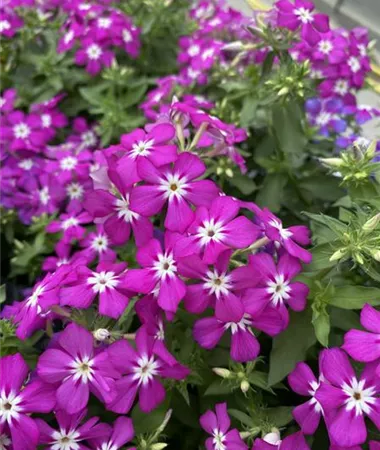 Phlox x hybrida