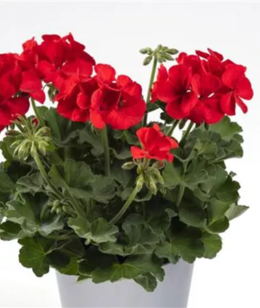 Pelargonium cultivars