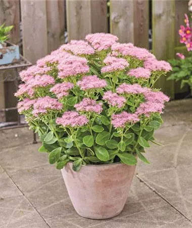 Sedum x telephium