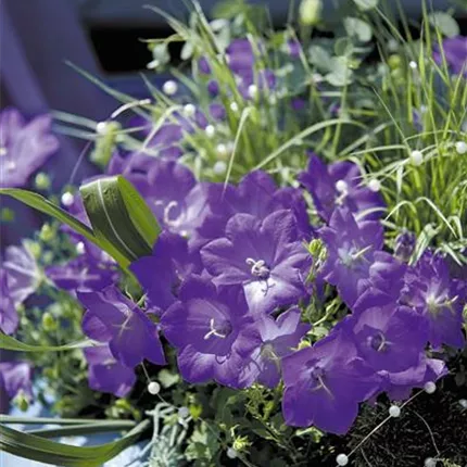 CAM_Pearl_Deep Blue_413650_H1010146.jpg