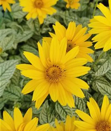 Heliopsis helianthoides